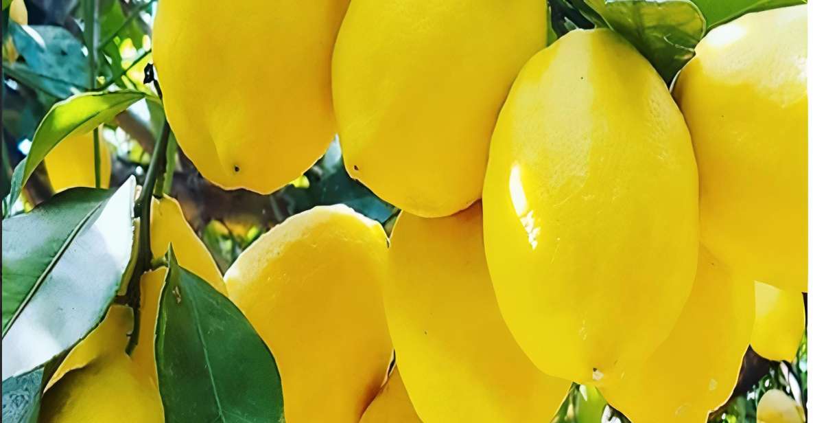 Amalfi Coast: Lemon Tour With Tasting