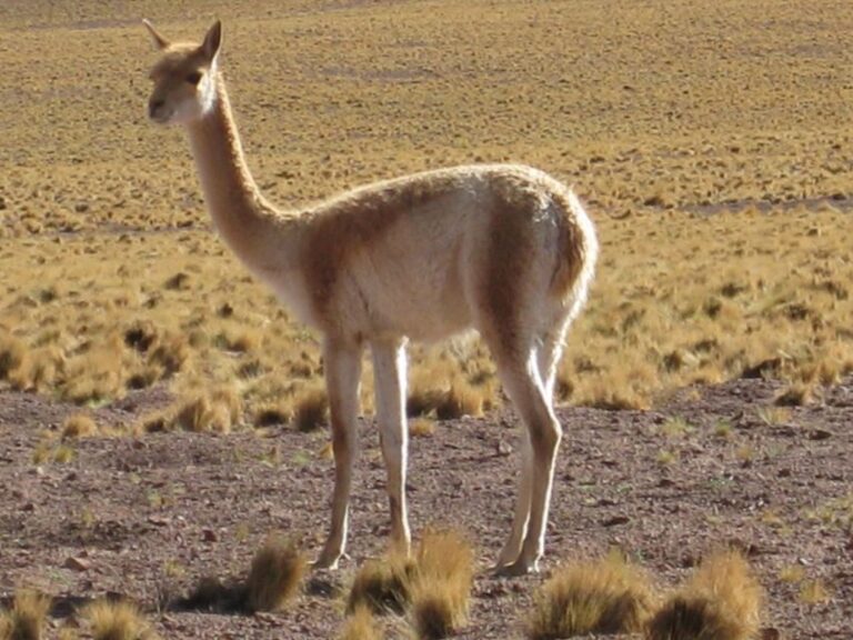 Andean Saltflats Full-Day With Breakfast and Lunch