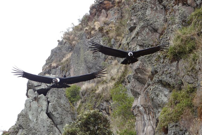 Antisana and Condors Watching Day Trip - Overview of Antisana Tour