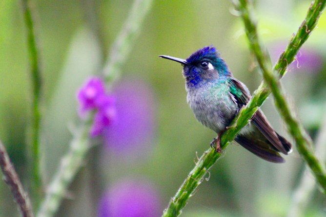 Birdwatching Tour at Mistico Park - Overview of the Tour