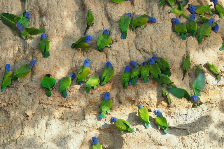 Cachuelas Parrots Claylick, Collpa Cachuela