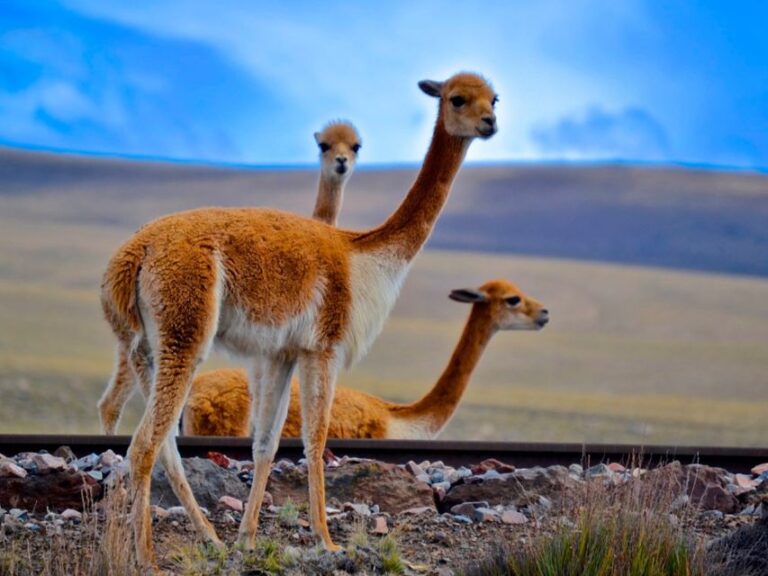 Colca Canyon and Puno: One-Way Bus Transport