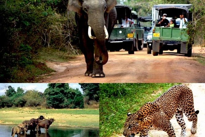 Colombo to Kandy,Ella & Yala 3 Day Tour