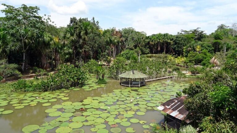 Day Trip on the Amazon River.