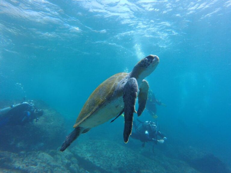 Deep Dive Discovery – Scuba Diving in Paracas