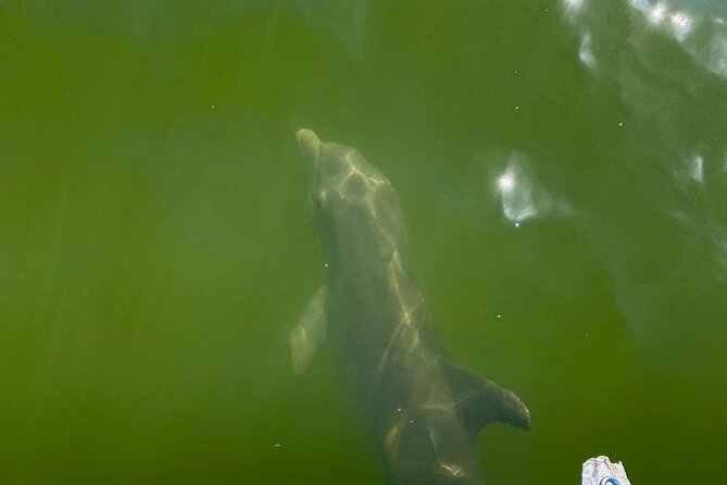 Dolphin and Manatee Boat Tour in 10,000 Islands NWR