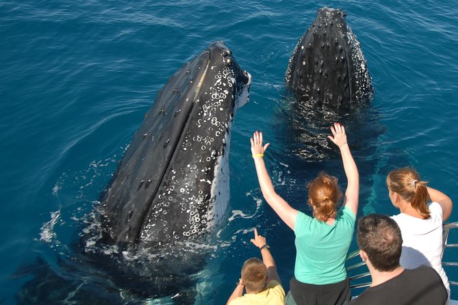 Fraser Island Whale Watch Encounter