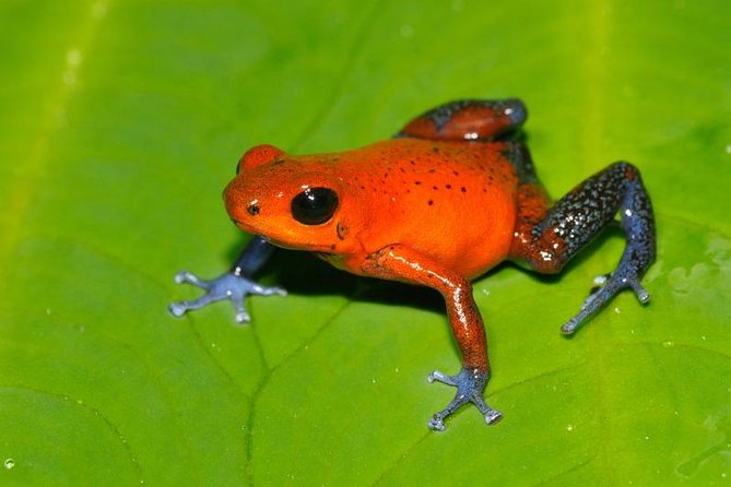 Frog Watching Night Walk - Meeting Location and Logistics