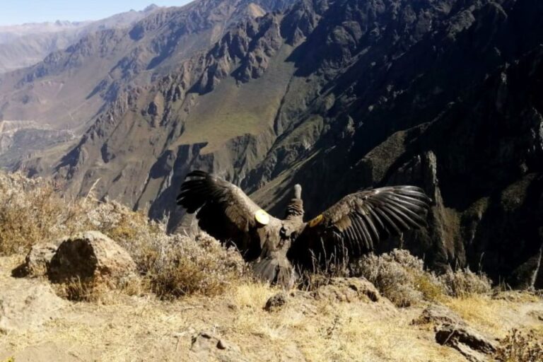 From Arequipa: Colca Canyon All Include |Full Day|