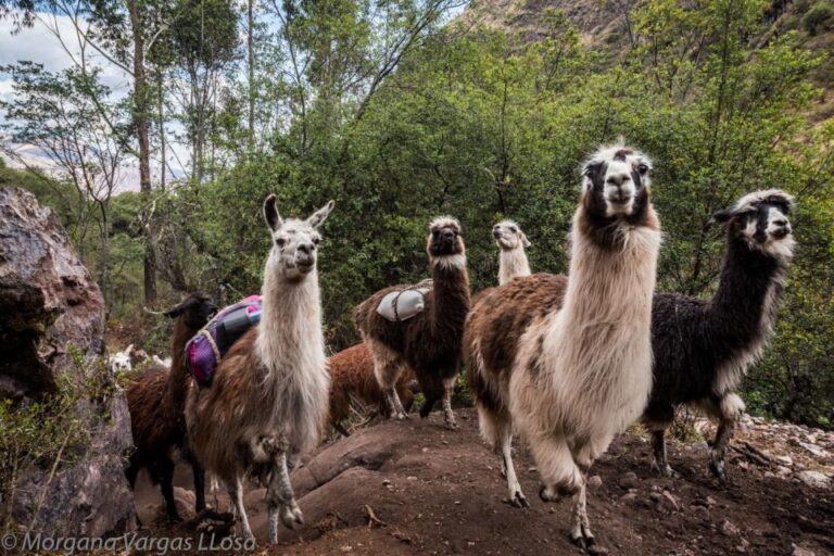 From Cusco: Walk With Alpacas and Llamas & Picnic |Private|