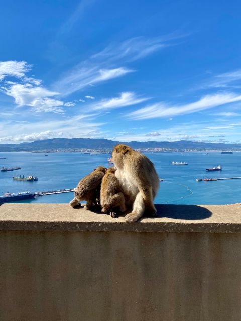 From Granada: Day Trip to Gibraltar