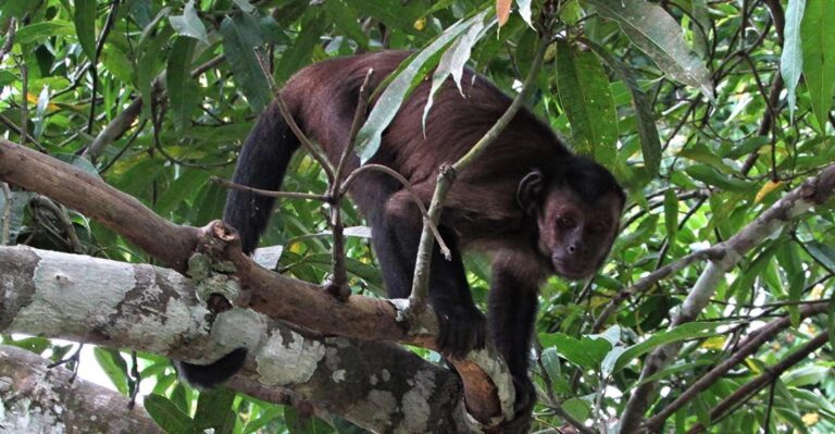 From Iquitos || Excursion to the Monkey Island Full Day ||