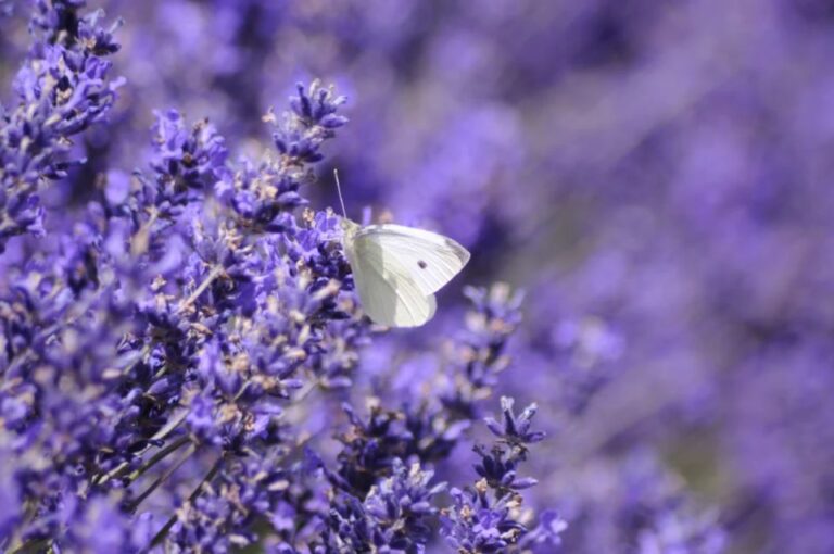 From London: Cotswolds, Country Pub Lunch & Lavender Fields