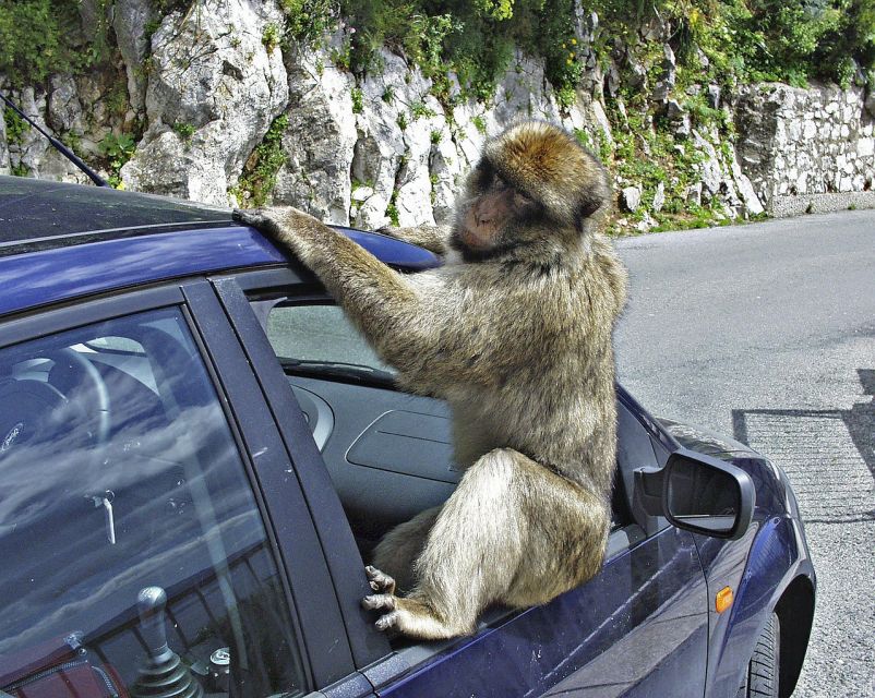 From Malaga: Rock of Gibraltar Private Skip-the-Line Tour