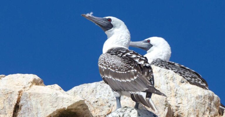 From Paracas: Ballestas Islands and Tambo Colorado Tour