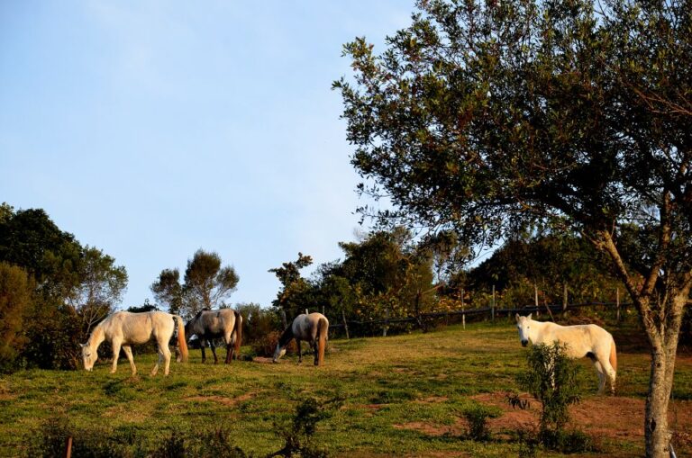 From Paraty: Private Horse-Riding Experience, Picnic, Driver