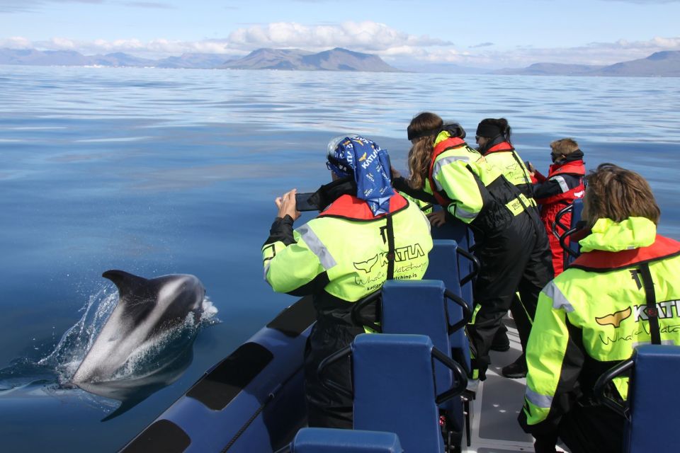 From Reykjavik: Whale Watching Tour by Speedboat - Tour Overview