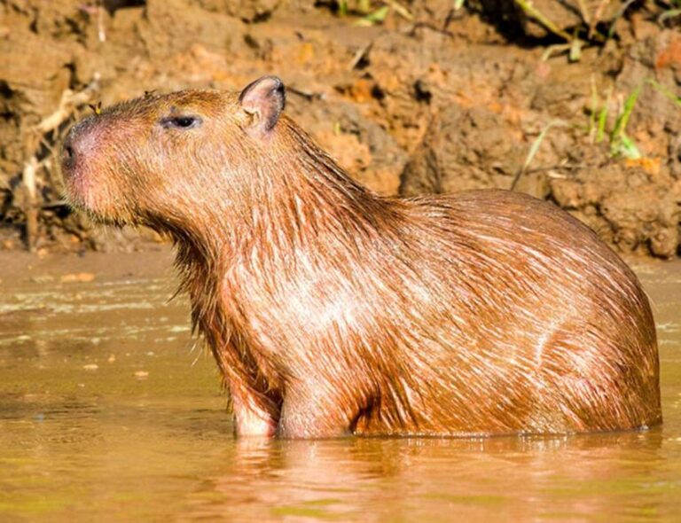 From Tambopata: Amazon Jungle Hike and Lake Sandoval 1-Day