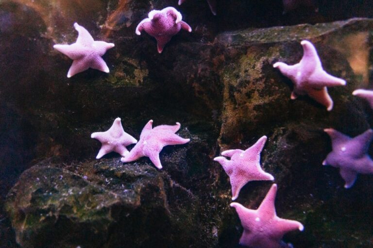 Genoa: Aquarium of Genoa With Lunch