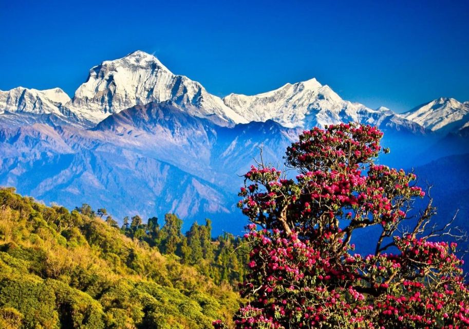 Ghorepani Poon Hill Ghandruk Trek With Guide