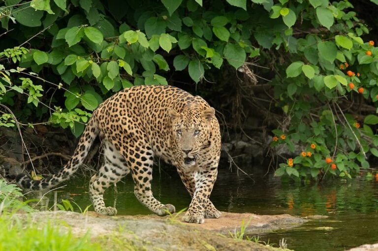 Gujarat: Gir National Park Forest Lion Safari in Open Jeep