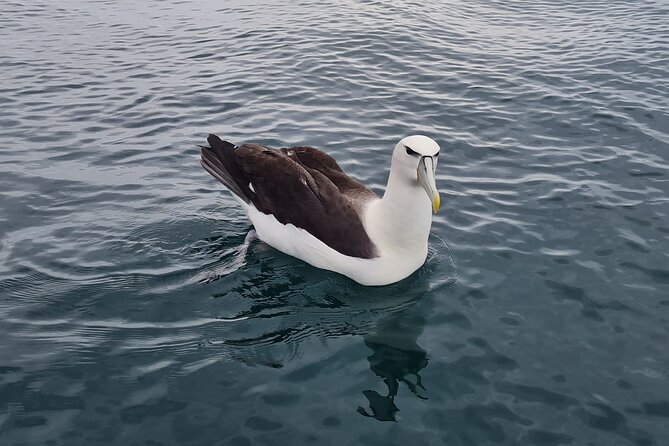 Harbour, Albatross and Wildlife Cruise on Otago Harbour - Wildlife Encounter Highlights