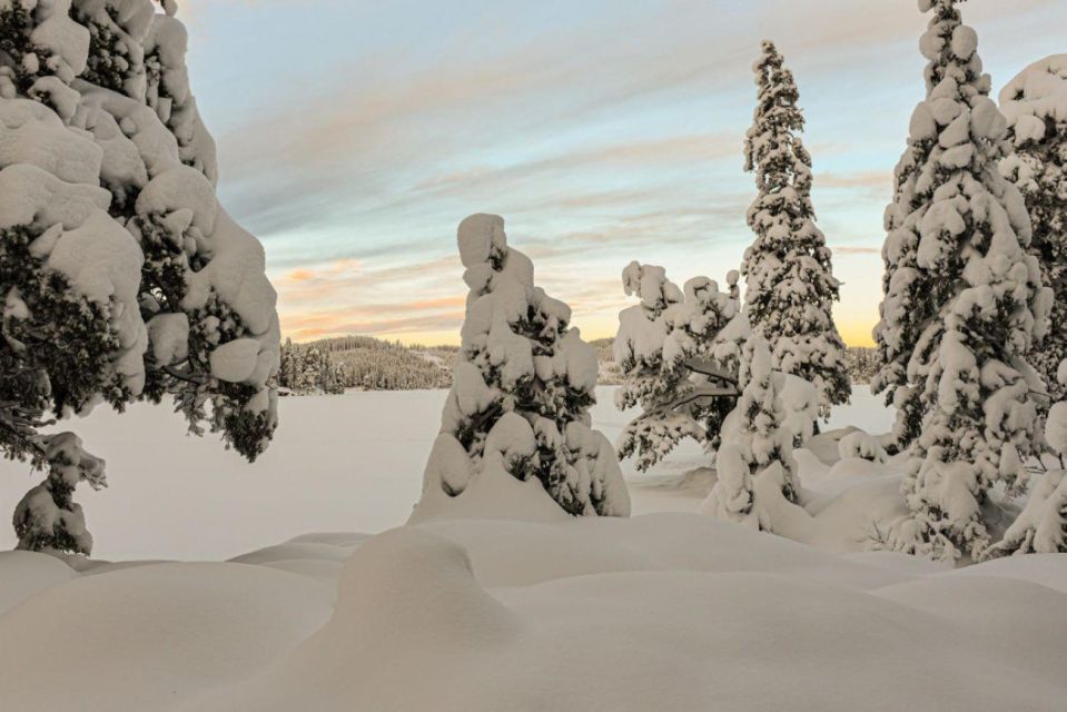 Hønefoss: 2-Day Moose Safari in Oslo’s Wilderness