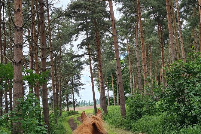 Horse Drawn Carriage Ride York - Experience the Ride