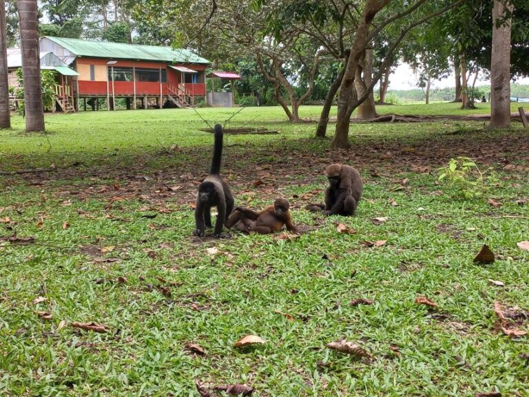 Iquitos: Full Day | Visit to the Authentic Monkey Island