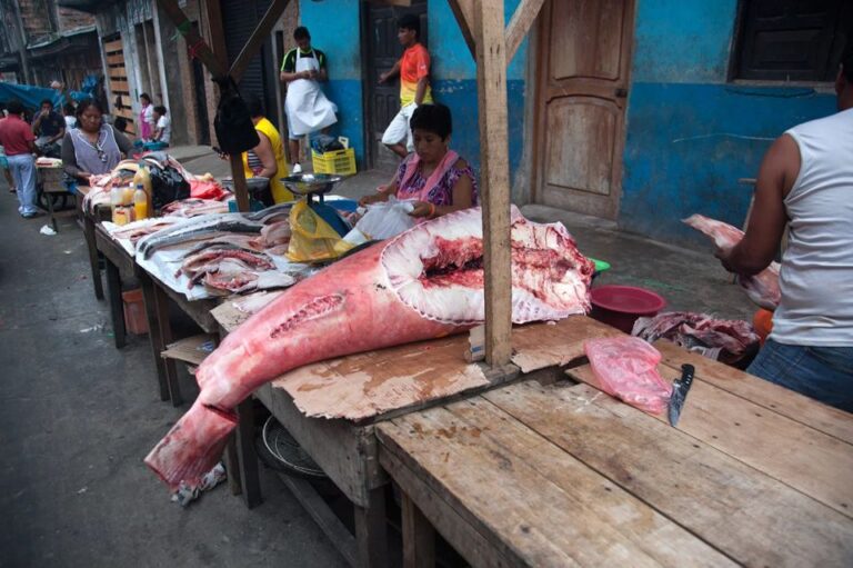 Iquitos: Visit the Exotic Belén Market + Venice Loretana