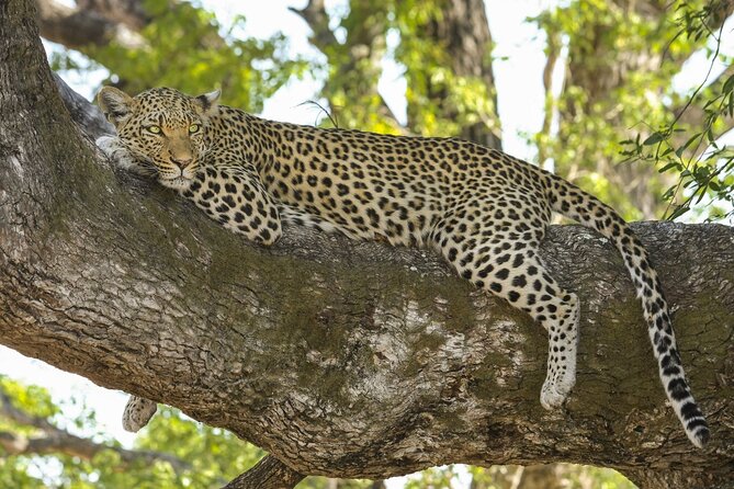 Jhalana Amagarh Leopard Private Safari Trip Jaipur All Inclusive - Safari Experience and Duration