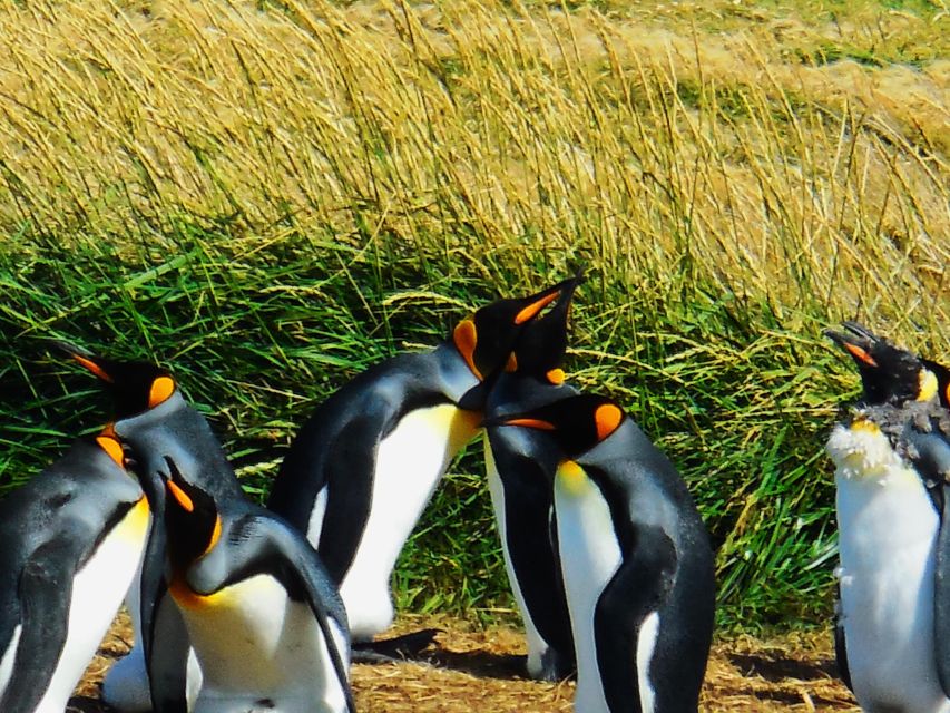 King Penguin & Tierra Del Fuego Tour - Tour Overview