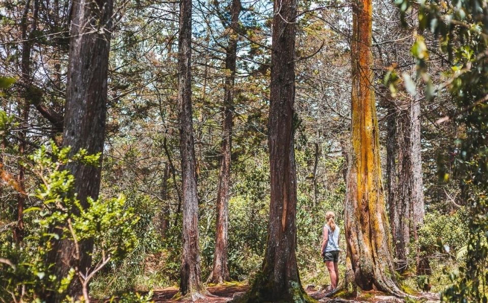 Medellín Waterfall: Hike and Discover Medellín’s Nature