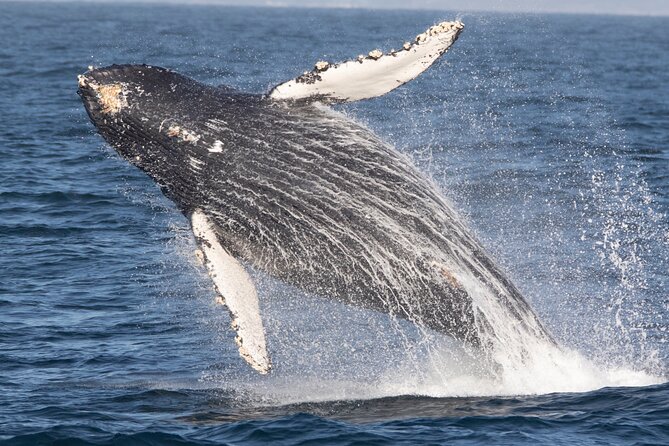 Monterey Whale Watching Tour - Overview of the Tour
