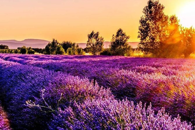 Nice: Gorges of Verdon and Fields of Lavender Tour