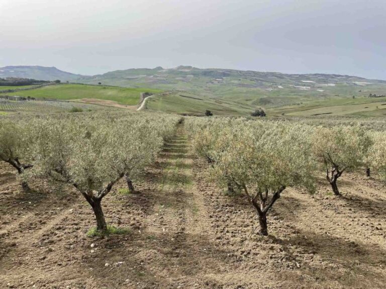 Oil and Food Tasting in the Province of Agrigento