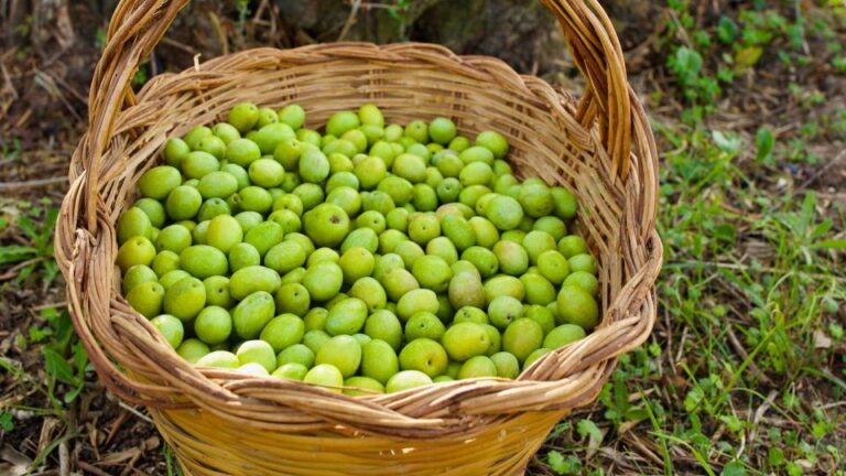 Oristano: Olive Tree Grove Guided Visit With Tasting