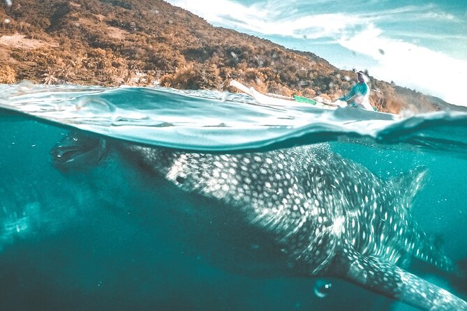 Oslob Whale Shark Group Tour With Sumilon Island & Tumalog Falls - Pricing and Booking Details