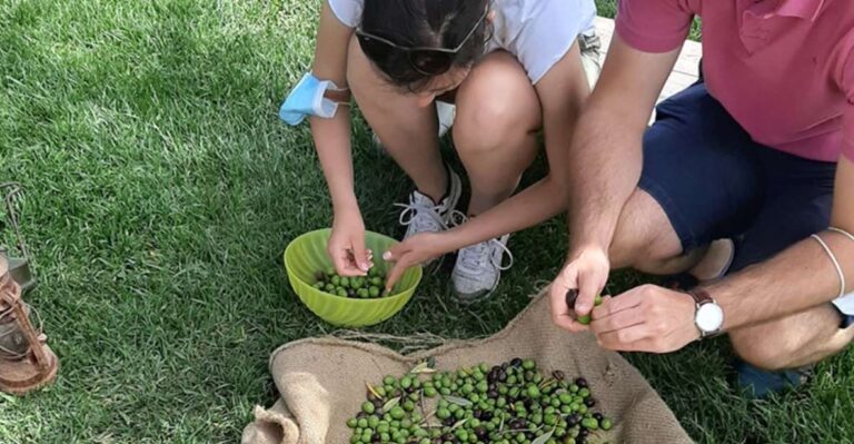 Partinico: Olive Harvest With Wine Tasting and Brunch