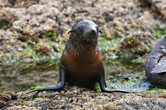 Phillip Island Seal-Watching Cruise - Overview of the Cruise