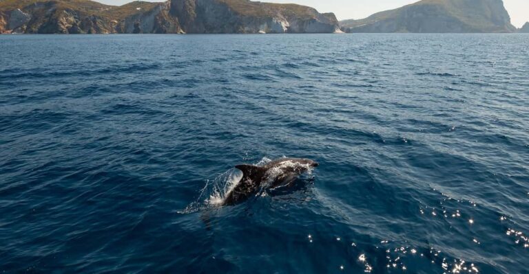 Ponza: Island & Palmarola Cruise With Swimming & Lunch