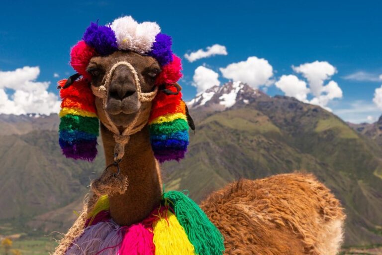 Private From Cusco| Alpaca Therapy + Creative Craftsmanship