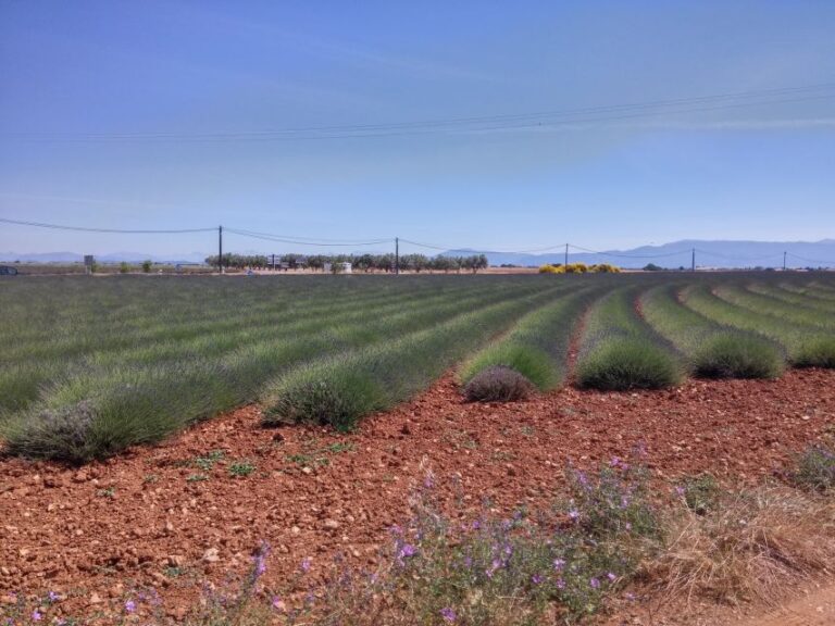 Private Lavender of Provence Tour