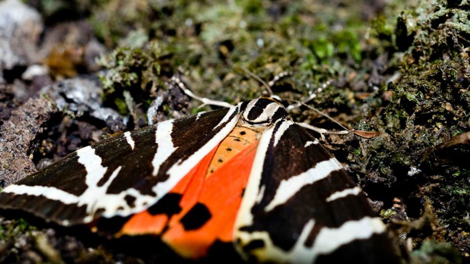 Private Tour: Butterflies Valley & Lindos Village (Fd)