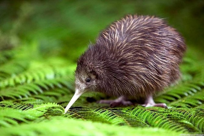 Private Tour From Auckland - Waitomo Glowworm Caves, Zealong Tea & Kiwi Bird - Overview of the Private Tour