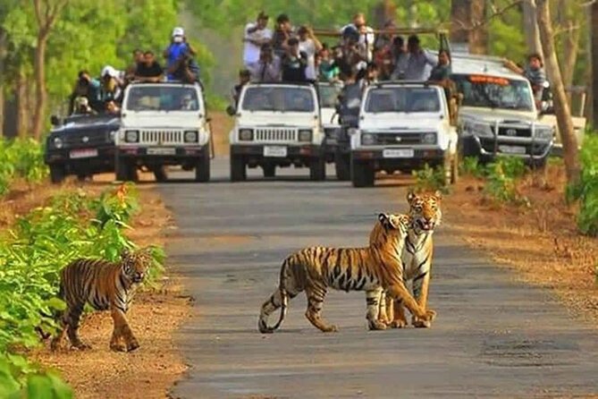 Private Tour From Delhi to Sariska Safari and Jaipur (1n/2d)