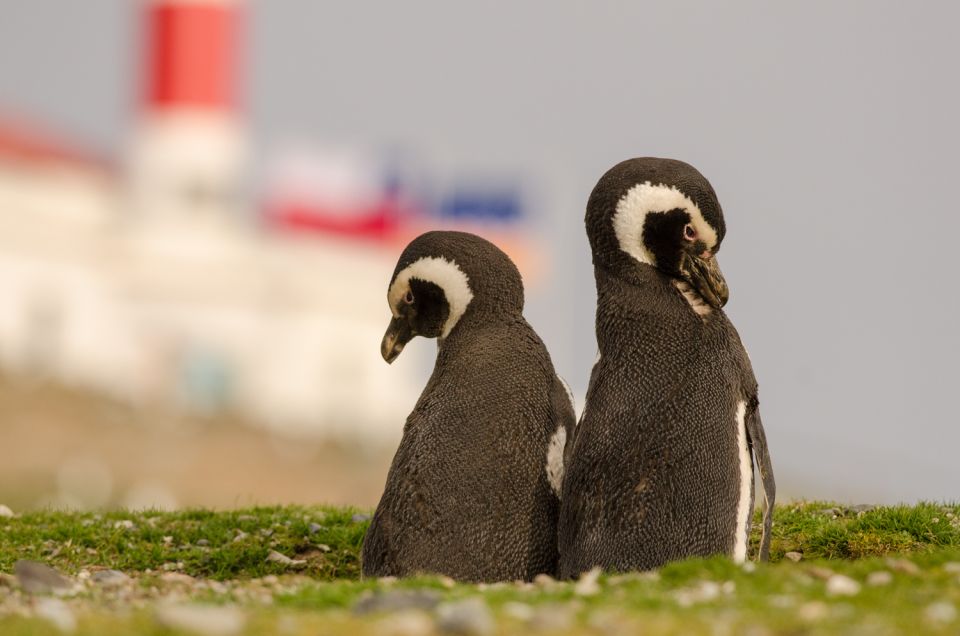 Punta Arenas: Walk With Penguins on Magdalena & Marta Island - Tour Overview and Pricing