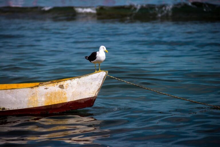 Rio: Buzios Day Trip With Boat Tour and Lunch