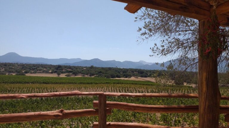 Sardinia: Dorgali Winery Tour With Tasting and Local Guide