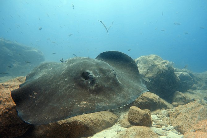 Scuba Diving for Certified Divers in Costa Adeje